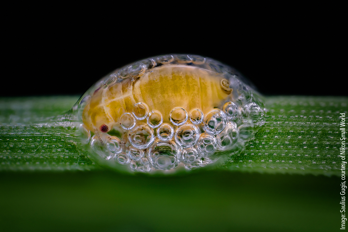 3-Spittlebug Spittlebug nymph in its bubble house. Focus stacking, 5x (objective lens magnification)